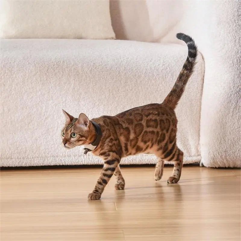 Laser Collar Cat Toy for Interactive Play