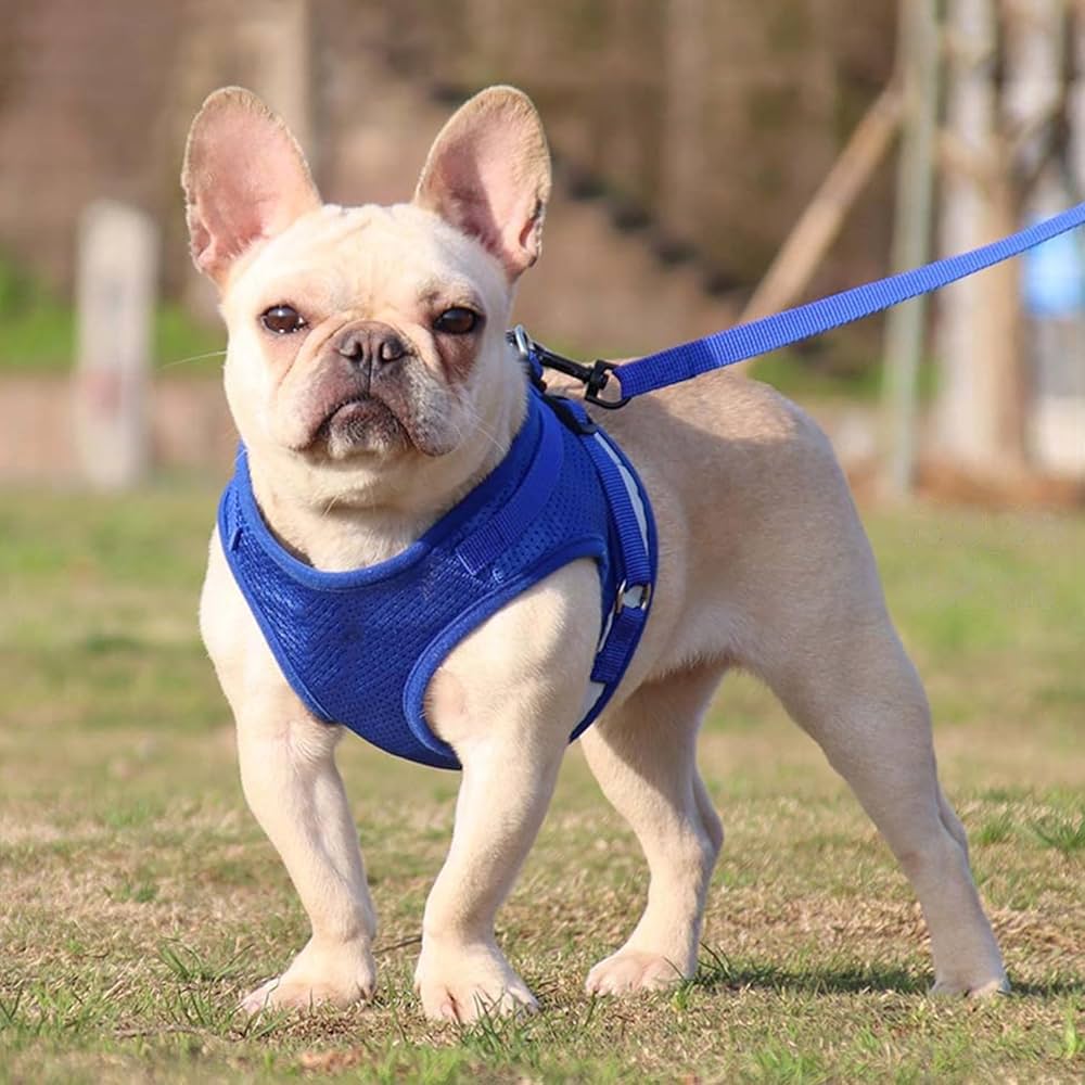 Reflective and Breathable Pet Chest Harness