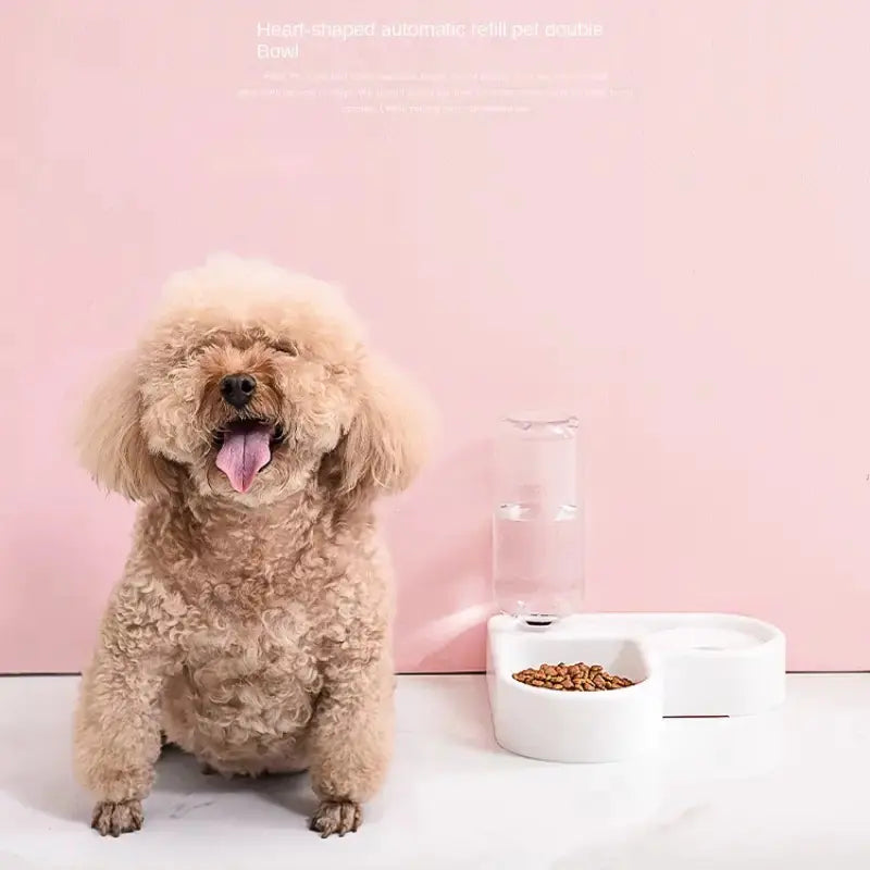 Automatic Water &  Feeding Station