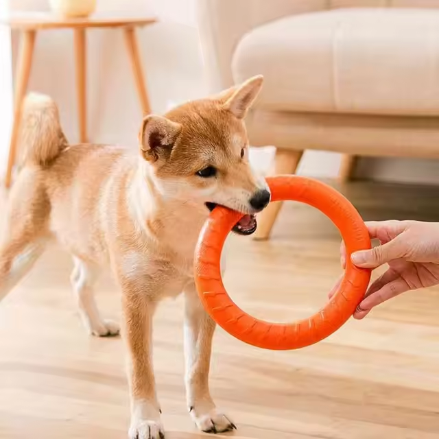 Dog Flying Disk Training Ring