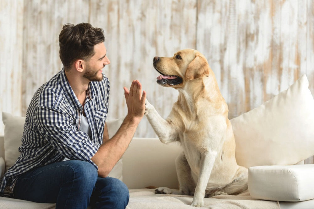 Quality Grooming Tools
