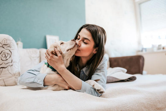 Comfortable Pet Beds